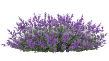 ai generato aromatico viola lavanda cespuglio nel pieno fioritura su trasparente sfondo png