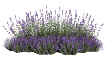 ai generato aromatico viola lavanda cespuglio nel pieno fioritura su trasparente sfondo png