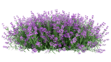 AI generated Aromatic purple lavender bush in full bloom on transparent background png