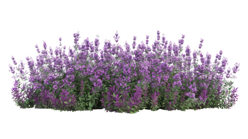 AI generated Aromatic purple lavender bush in full bloom on transparent background png