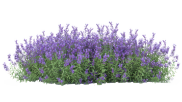 ai generato aromatico viola lavanda cespuglio nel pieno fioritura su trasparente sfondo png