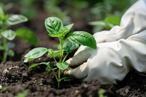 ai generado jardinero plantando joven albahaca en fértil suelo con ai generado. foto