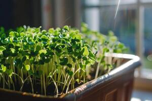 AI generated Indoor Microgreen Garden with Efficient Lighting with AI generated. photo