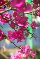 Pink Flowers Blooming on Tree Branch photo