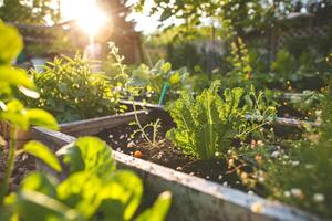 AI generated Sunlit Raised Garden Beds with Fresh Vegetables with AI generated. photo