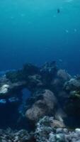 Shallow ocean floor with coral reef and fish video