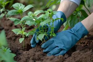 AI generated Gardener Planting Young Basil in Fertile Soil with AI generated. photo