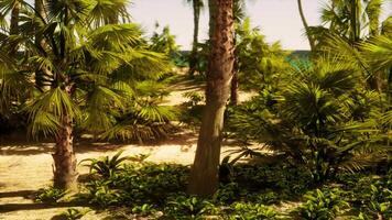 A beach with palm trees and the ocean in the background video