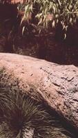 árvores e pedras dentro australiano deserto video