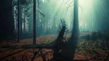 majestueux séquoia forêt avec imposant des arbres video