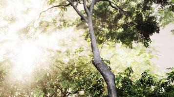 albero con luce del sole filtraggio attraverso giungla le foglie video