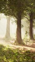 sun's rays break through the branches of trees glowing in the morning fog video