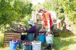 person in apple orchard, person in the garden photo