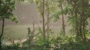 een visie van een lichaam van water door sommige bomen video