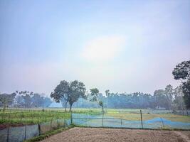 un ver de el cielo mediante el arboles foto