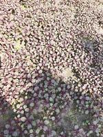 a field of purple plants growing in the dirt photo