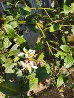 a small orange tree with white flowers photo