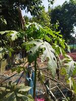 a plant growing in a field with a fence photo