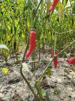 rojo chile pimientos creciente en el campo foto