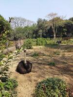 un zoo con un grande recinto para animales foto