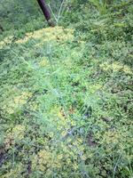 un verde planta con amarillo flores en el césped foto