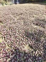 a field of purple plants growing in the dirt photo