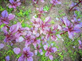 a field of purple beet plants in the middle of the field photo