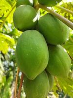 green papaya fruit hanging from a tree photo