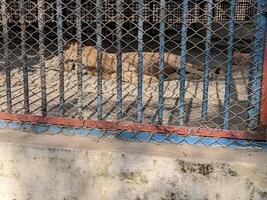 un león es dormido en un jaula foto