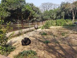 un zoo con un grande recinto para animales foto