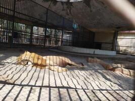 a lion is sleeping in a cage photo