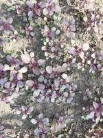 a field of purple plants growing in the dirt photo