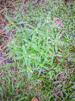 a small plant with white flowers growing in the grass photo