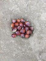 a bunch of oil palm fruits on the ground photo