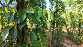 Lush pepper plant with green leaves and unripe drupes in a tropical agricultural setting, showcasing sustainable farming practices video