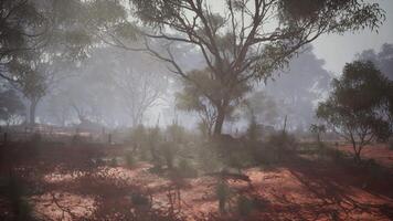 enchanteur brouillard embrasse majestueux des arbres dans savanes secret forêt video