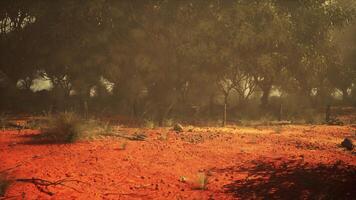 natures tapisserie, une primitif Toile dévoilement le énigmatique australien buisson video