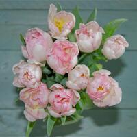 tulips bouquet in pink white photo