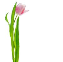tulipanes de flores de colores de primavera. colección de flores. foto