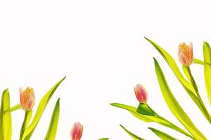 spring colorful flowers tulips. floral collection. photo