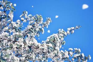 Blurred. Spring. Blossoming branch apple. nature photo