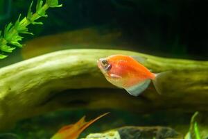 pescado en acuario, acuario con pez, pescado nadando en acuario foto