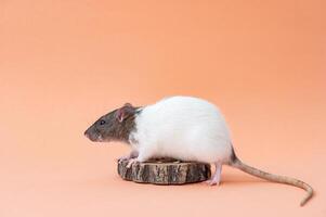 un linda mascota rata es sentado en un de colores antecedentes. sitio para texto foto