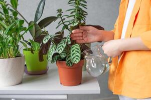 un linda chico toma cuidado de interior verde plantas. agua calathea a rayas foto