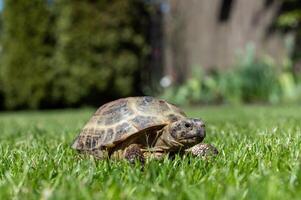 The land domestic turtle crawls on the grass of the lawn during the day under the sun. photo