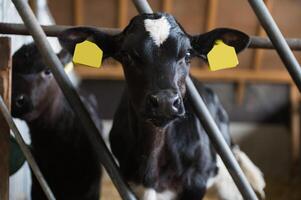 Black Calf Behind Bars photo