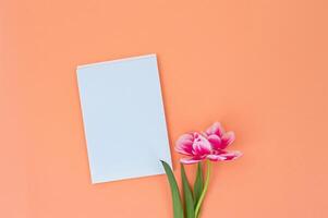 Pink tulip with blank white paper on an orange background. photo