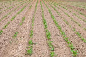 joven lechuga plantas en organizado filas en granja foto