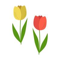 Hand drawn tulips, spring flowers, floral and green leaves. Multicolored blooming botanical elements for designs. Flat vector illustration isolated on white background.