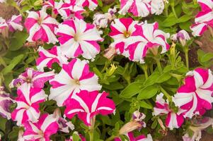 Beautiful petunias in a garden photo